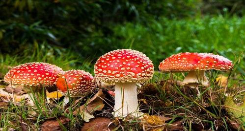 蘑菇视频在线观看吃瓜爆料,吃瓜爆料，娱乐圈幕后真相大曝光！